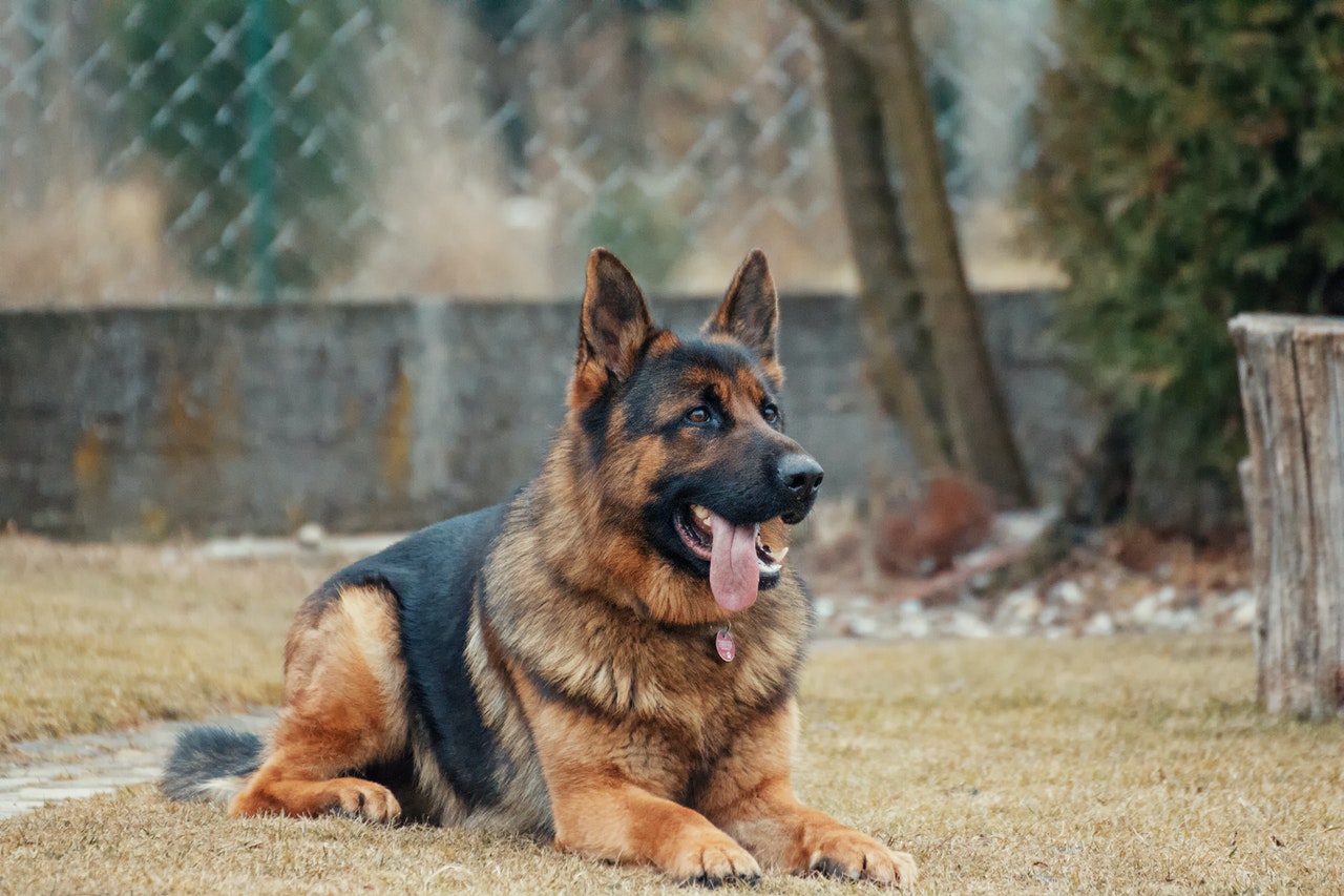 How much does a German shepherd cost?