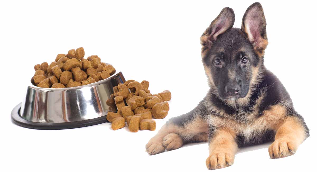 8 week old German Shepherd puppy food