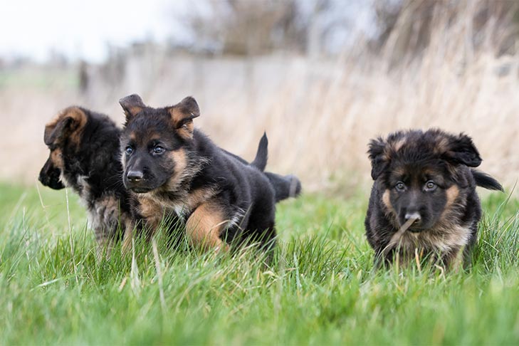 How Much Does a German Shepherd Puppy Cost