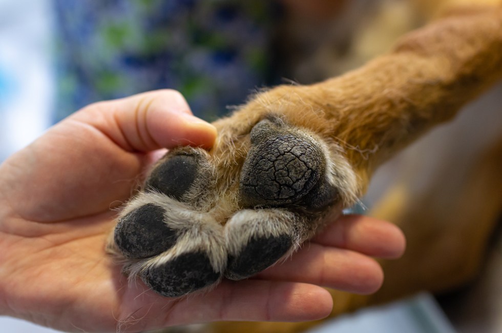 Do German Shepherds Have Webbed Feet The Good German Shepherd