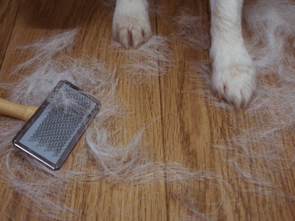 Best Ways to Clean Dog Hair Off Hardwood Floors