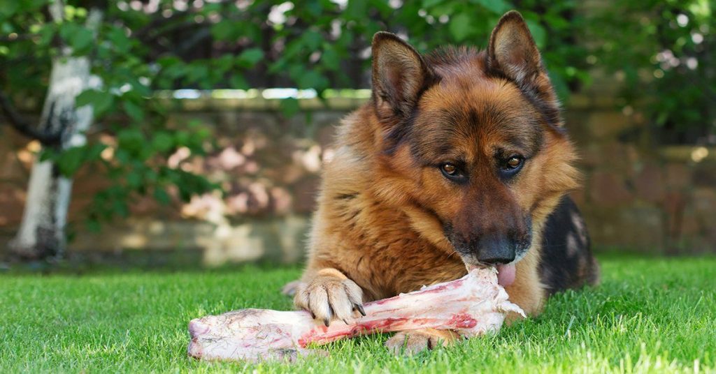 Can German Shepherd Eat Raw Meat? The Good German Shepherd