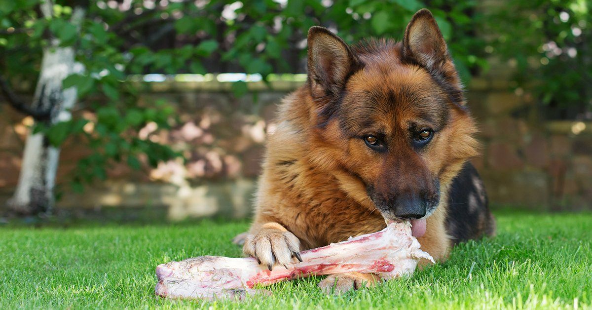 Can German Shepherd Eat Raw Meat?