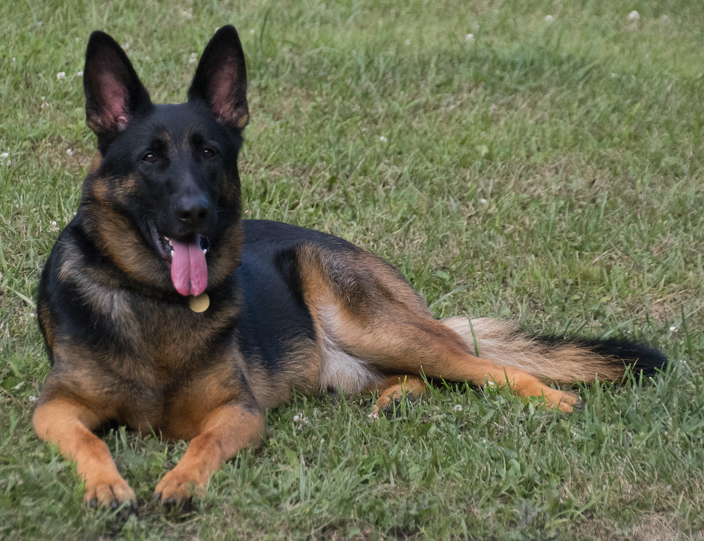 Short Haired German Shepherd- Everything You Need to Know - The Good German  Shepherd