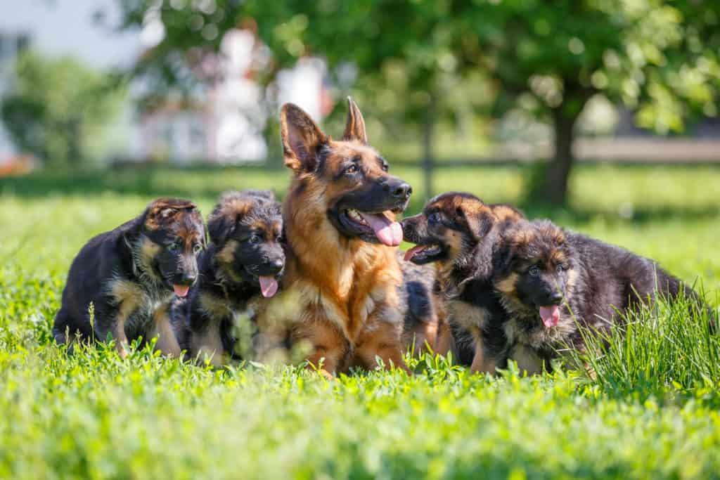 How Many Puppies Do German Shepherds Have In Their First Litter?