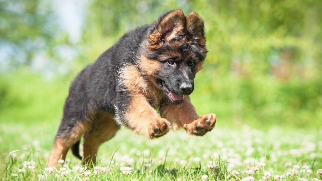 The Dos and Donts of Exercising a Young German Shepherd
