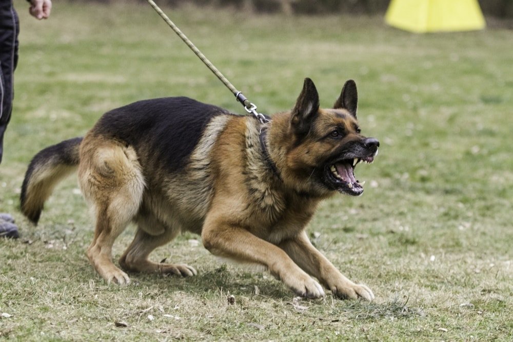 Are German Shepherds Known To Be Aggressive?