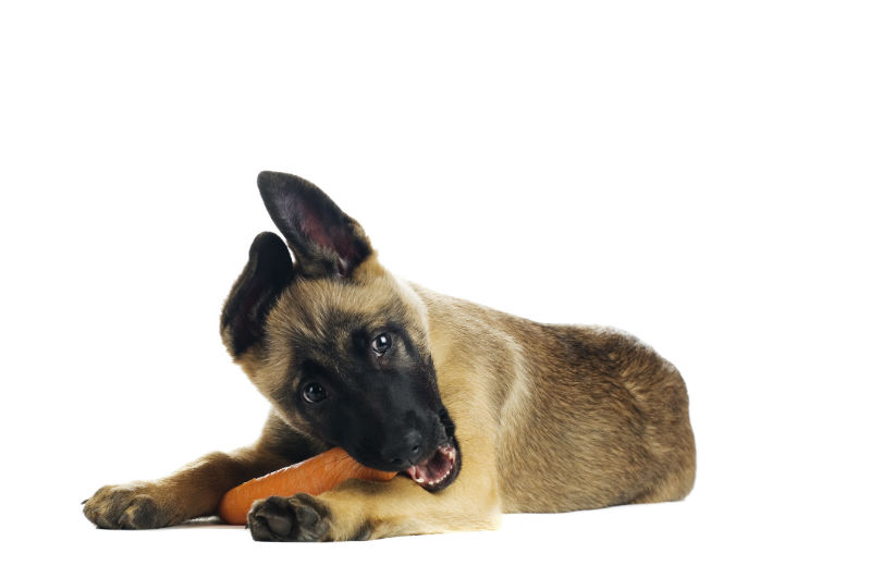 Can German Shepherds Eat Carrots?