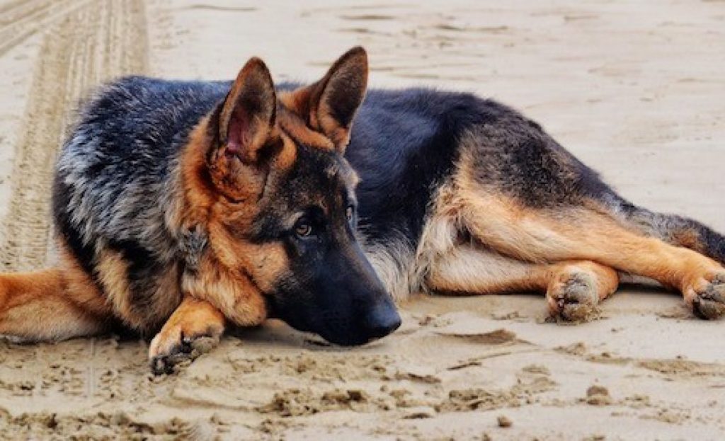 Are German Shepherds Hypoallergenic? [Ultimate Guide] The Good German