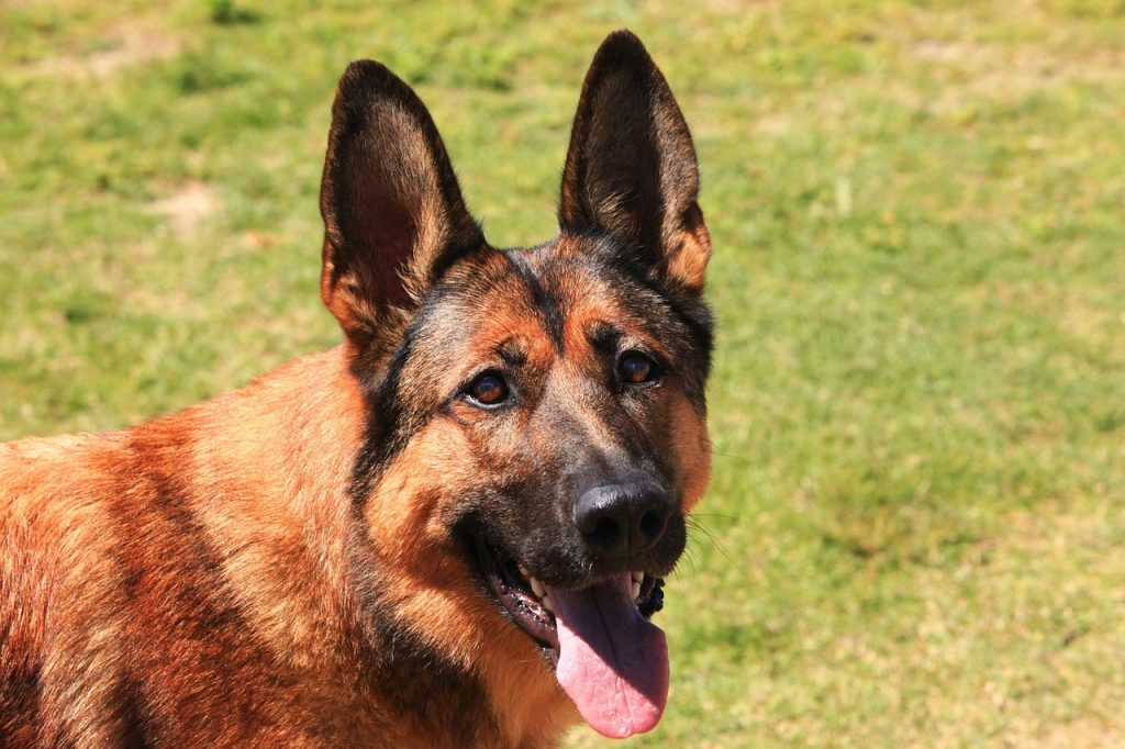 When Do German Shepherds Ears Stand Up The Good German Shepherd