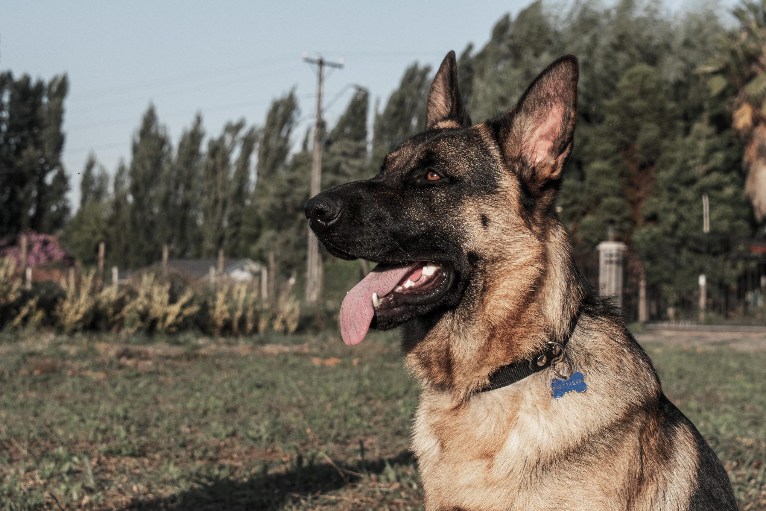 what is the best wireless fence for dogs