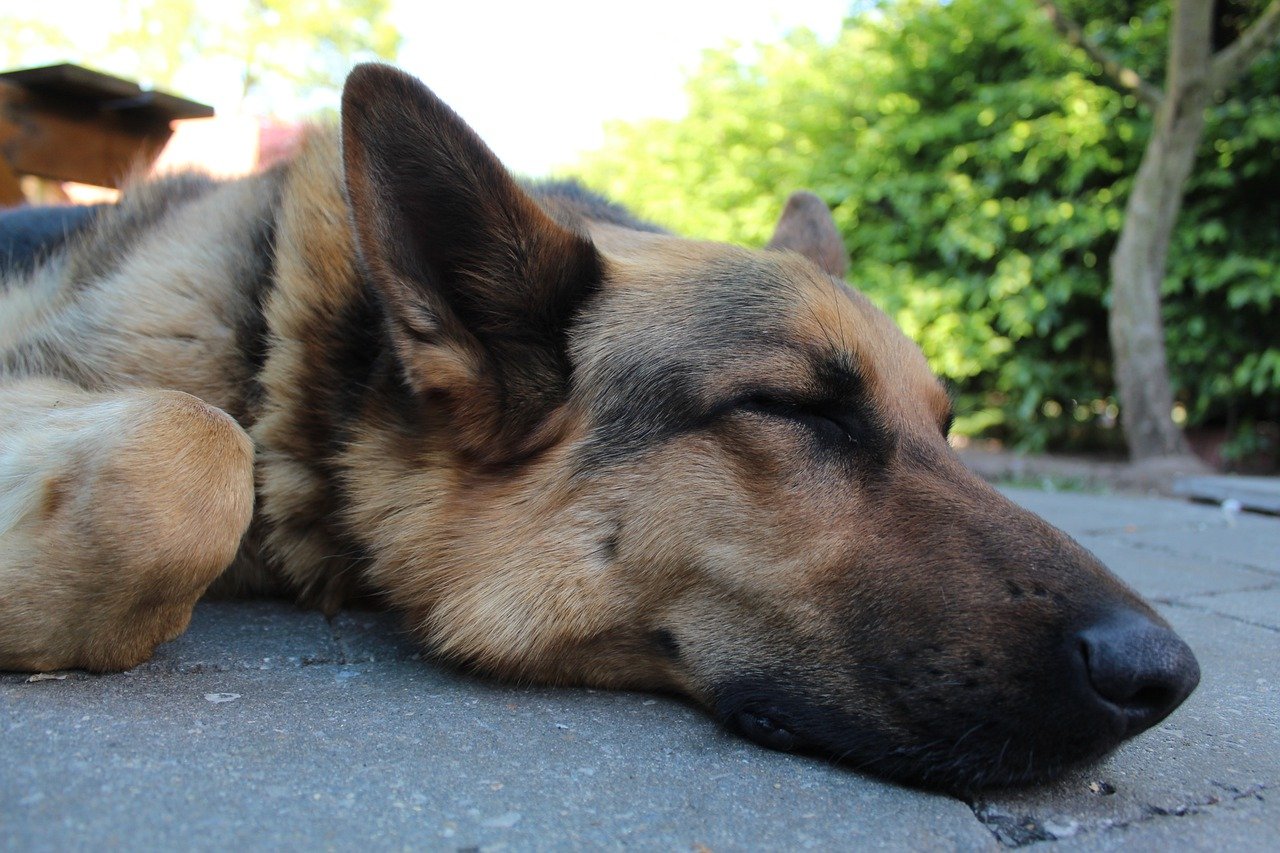 How Much Do German Shepherds Sleep