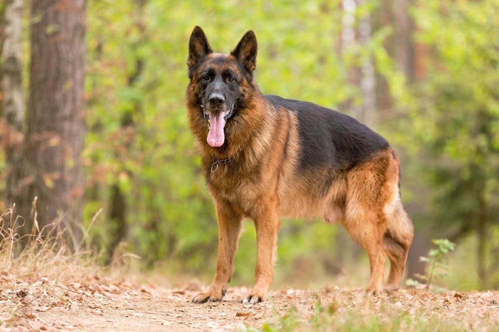Best Hip And Joint Supplement For German Shepherd
