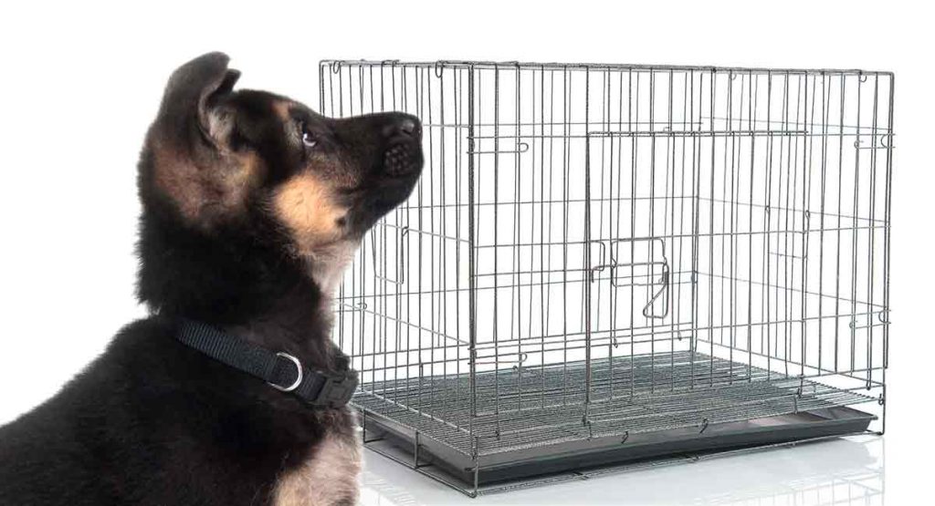 4 Best Crate for German Shepherd Puppy What Size Crate to Buy in 2024
