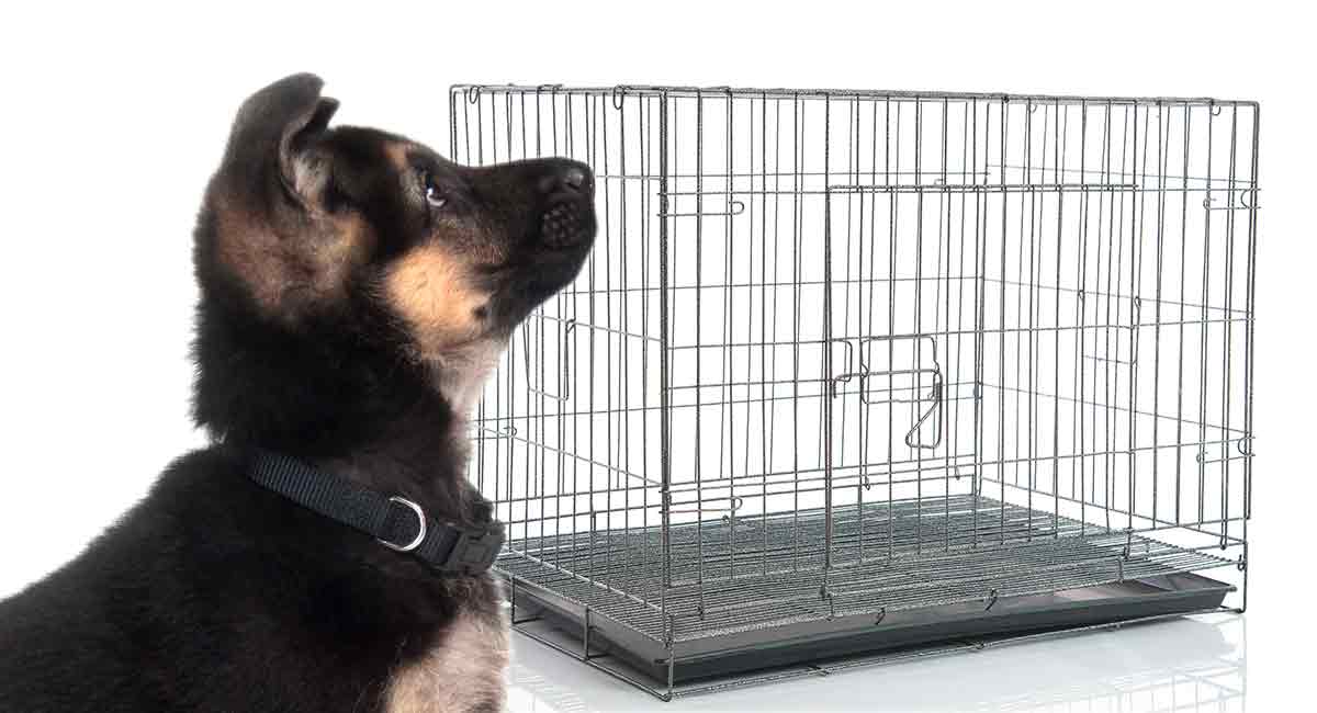 Best Crate for German Shepherd Puppy
