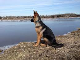 Do German Shepherds Need Their Glands Expressed?
