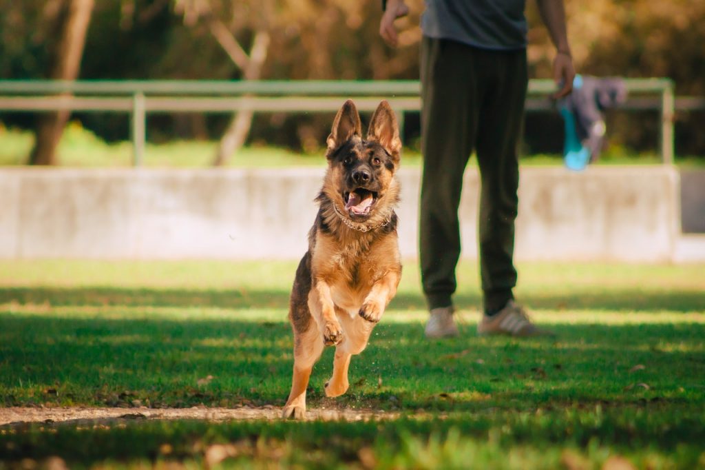 My Dog Killed A Groundhog Should I Be Worried? - The Good German Shepherd