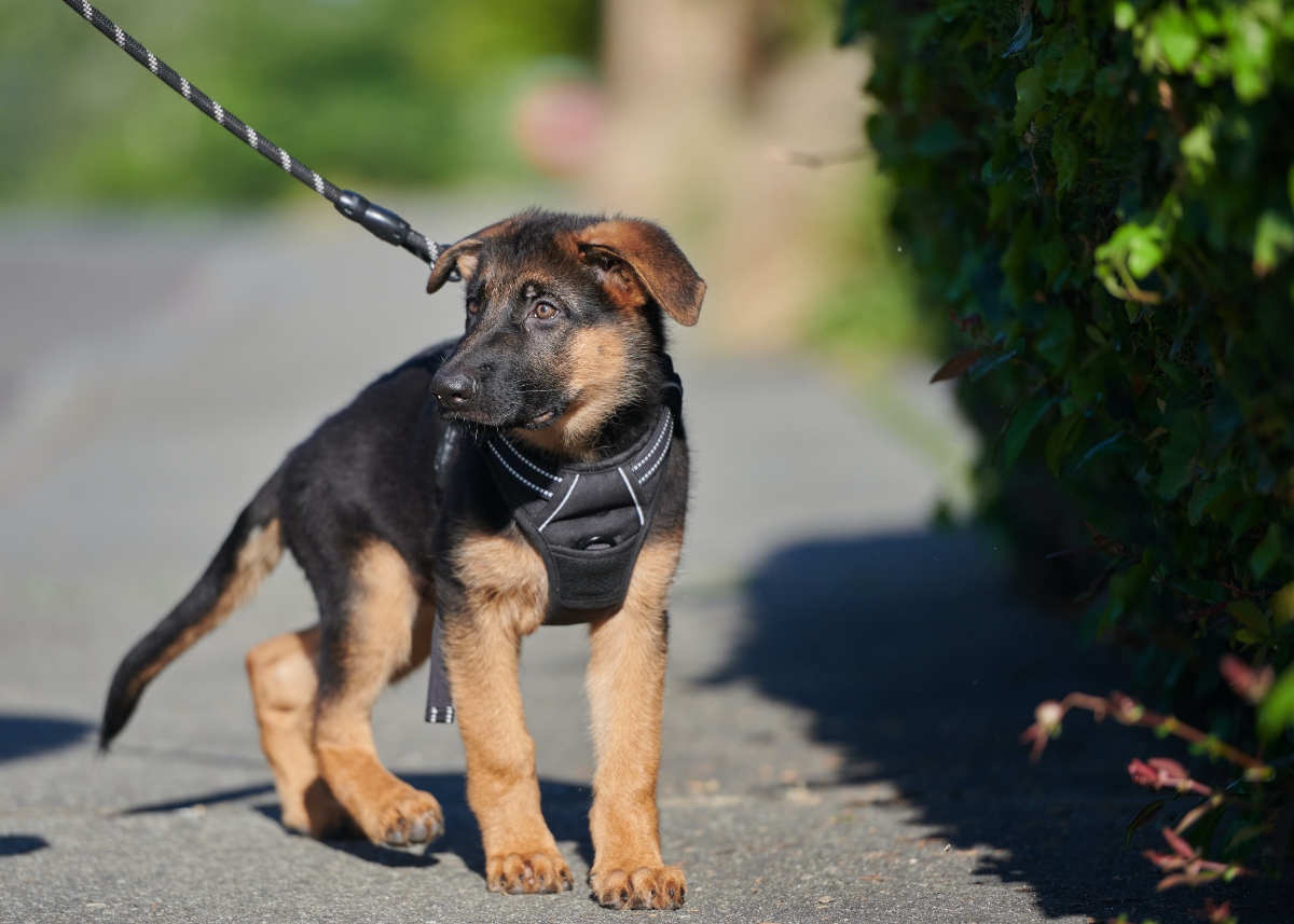 What size Harness for 8 Week Old German Shepherd