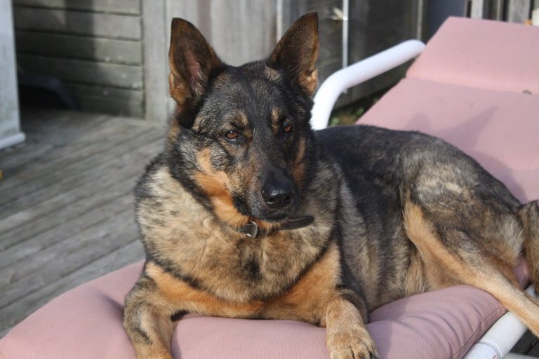 when-can-a-german-shepherd-get-pregnant-the-good-german-shepherd