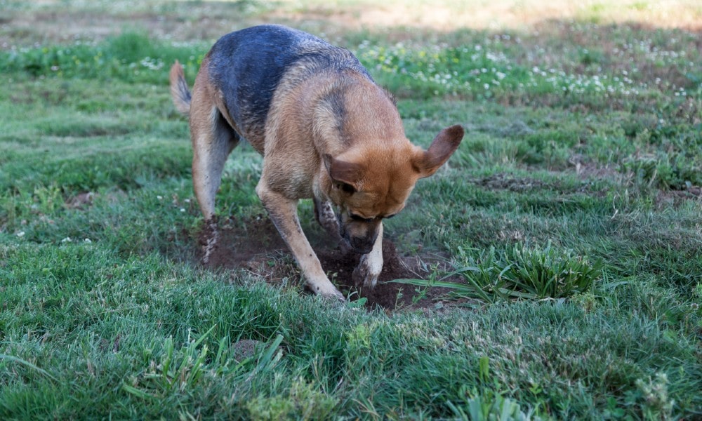 How to stop a German shepherd from digging