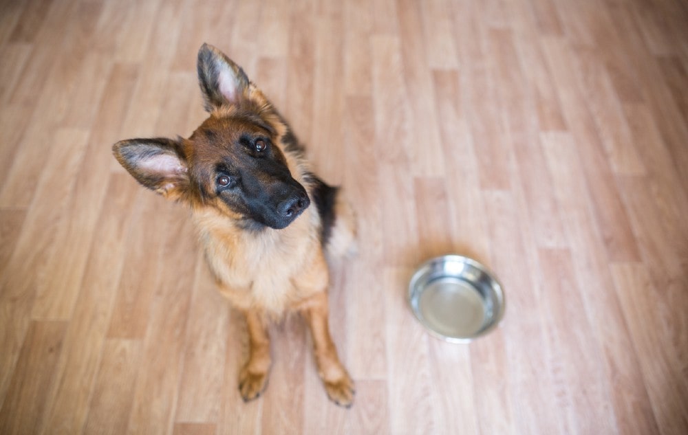 What Can I Give My German Shepherd For Diarrhea?