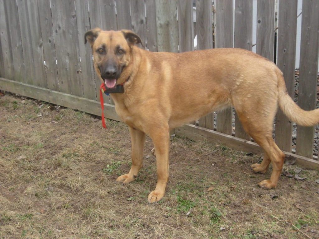 Best Bark Collar for German Shepherd2023 Review The Good German Shepherd