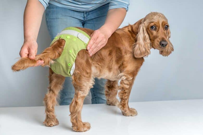 Best Dog Diapers for Females in Heat