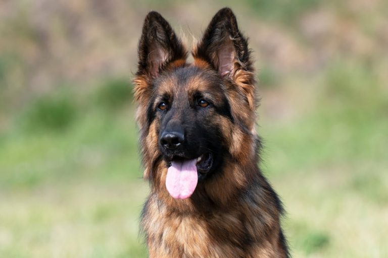 4 Month Old German Shepherd Puppy (A Complete Guide & FAQs) - The Good ...