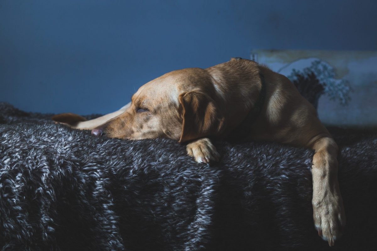 Best Dog bed for German Shepherd