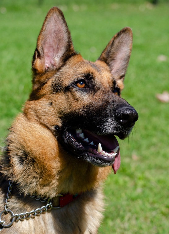 Austin German Shepherd Dog Rescue