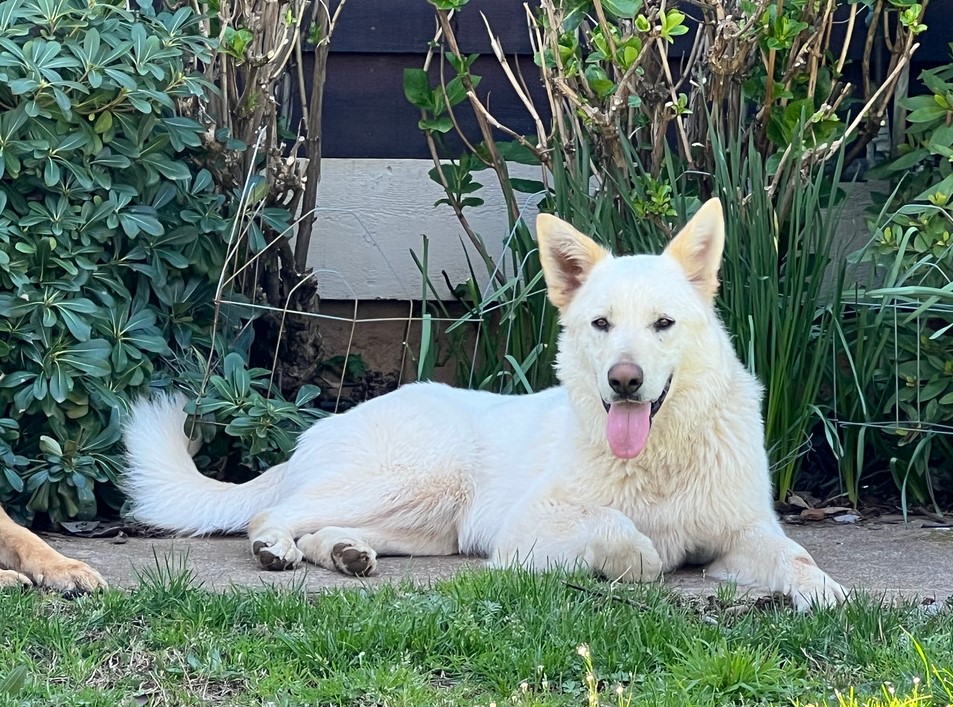 Bay Area German Shepherd Dog Rescue