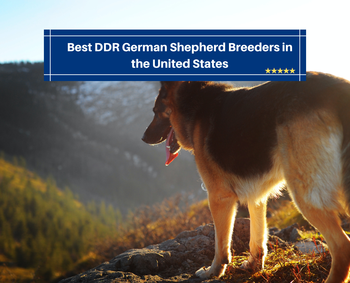 Best DDR German Shepherd Breeders in the United States