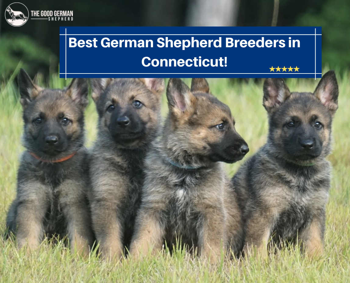 Best German Shepherd Breeders in Connecticut