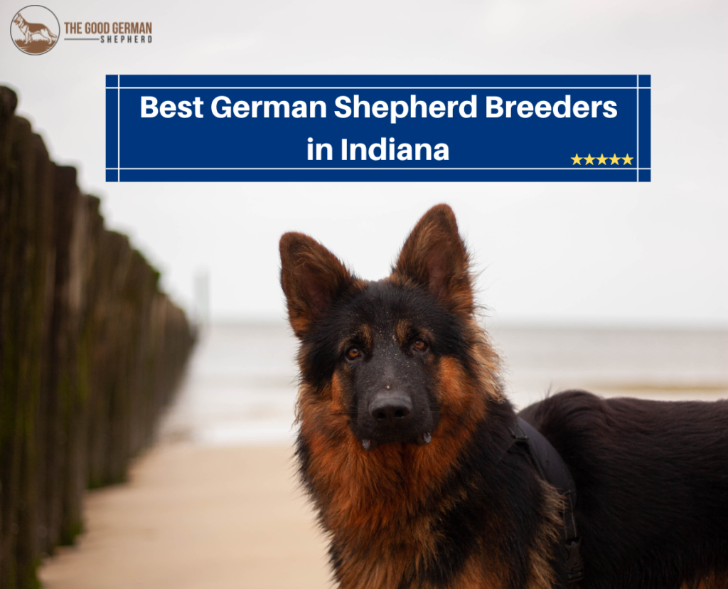 8 Best German Shepherd Breeders in Indiana (2023!) The Good German
