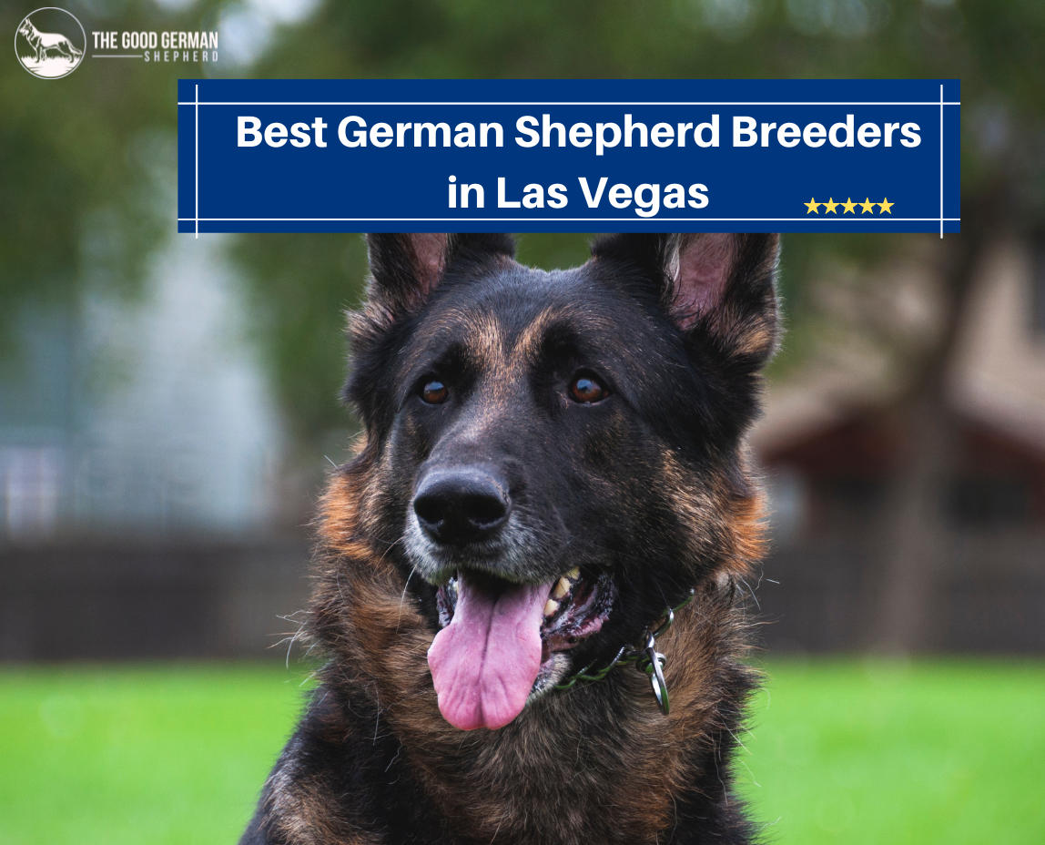 6 Best German Shepherd Breeders in Las Vegas (2023) - The Good German ...