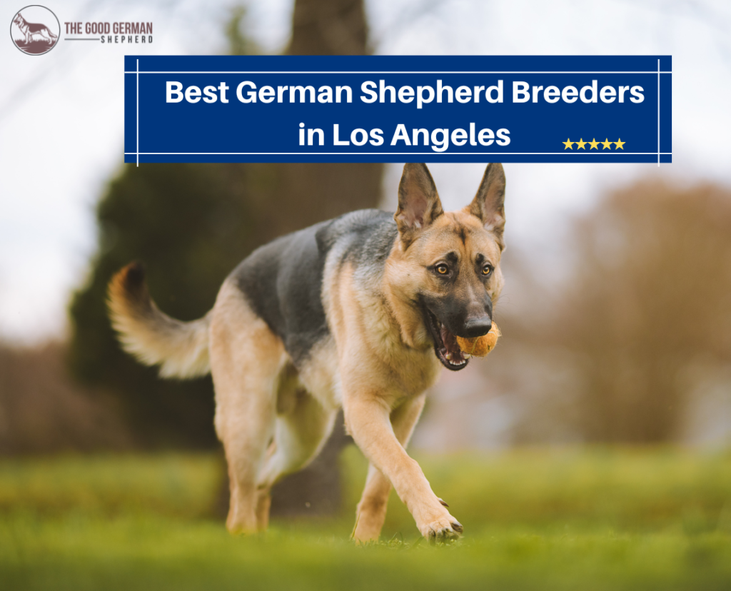 4 Best German Shepherd Breeders in Los Angeles (2023) The Good German