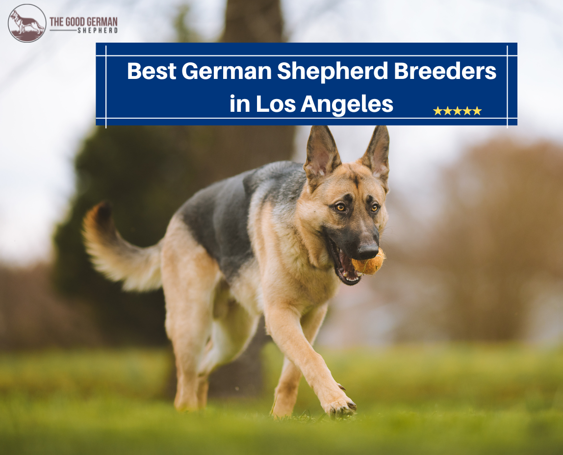 Best German Shepherd Breeders in Los Angeles
