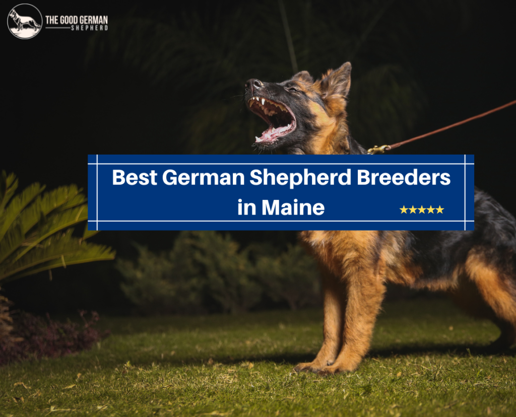 4-best-german-shepherd-breeders-in-maine-2023-the-good-german-shepherd