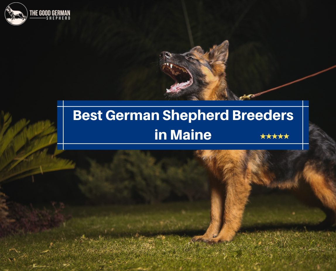 Best German Shepherd Breeders in Maine