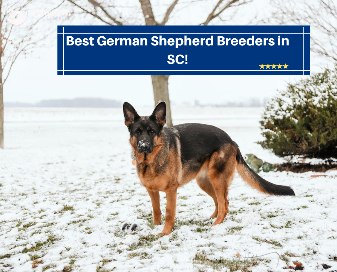 Best German Shepherd Breeders in SC