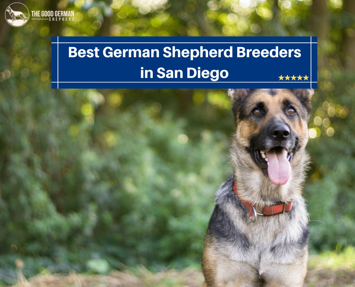 Best German Shepherd Breeders in San Diego