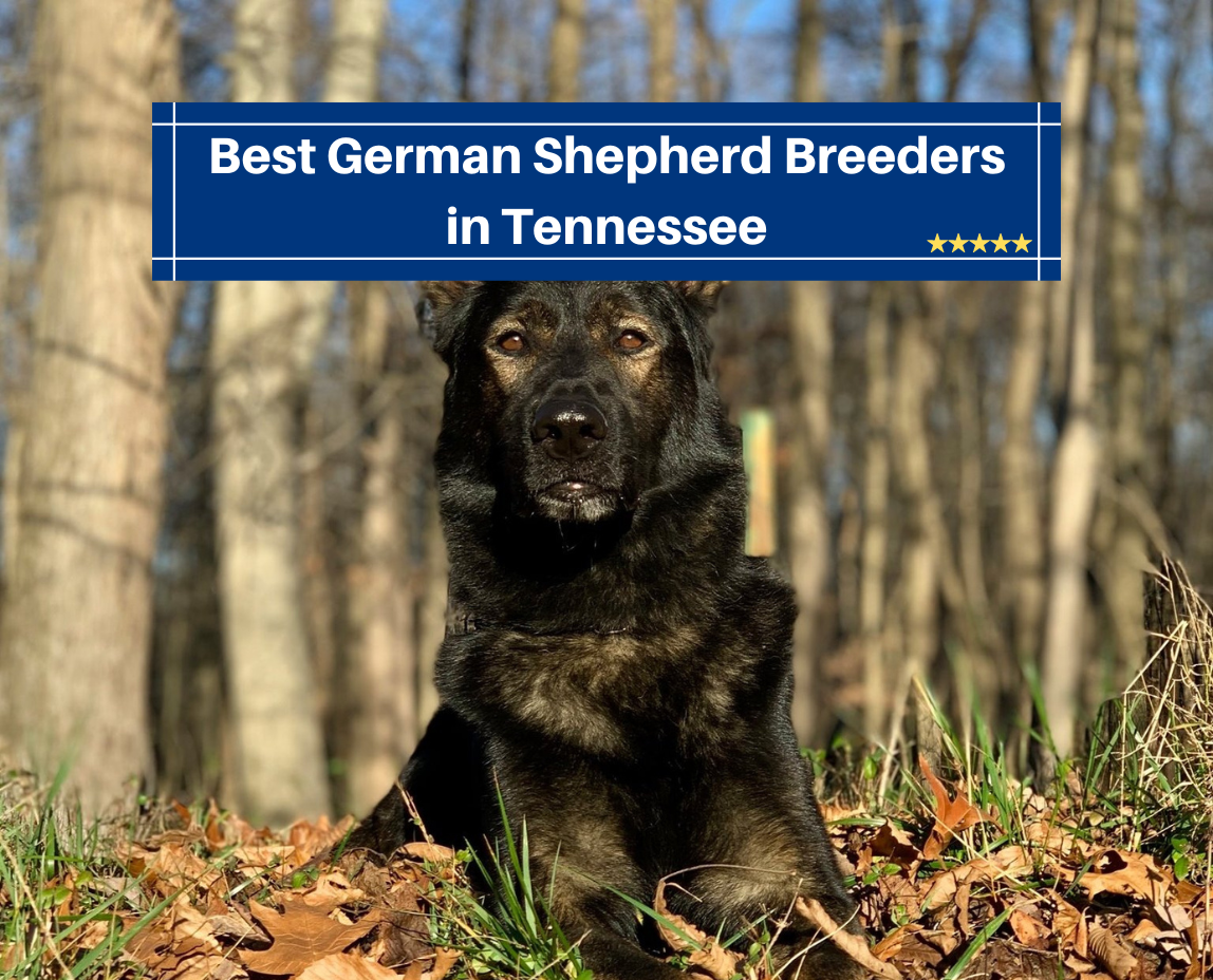 Best German Shepherd Breeders in Tennessee