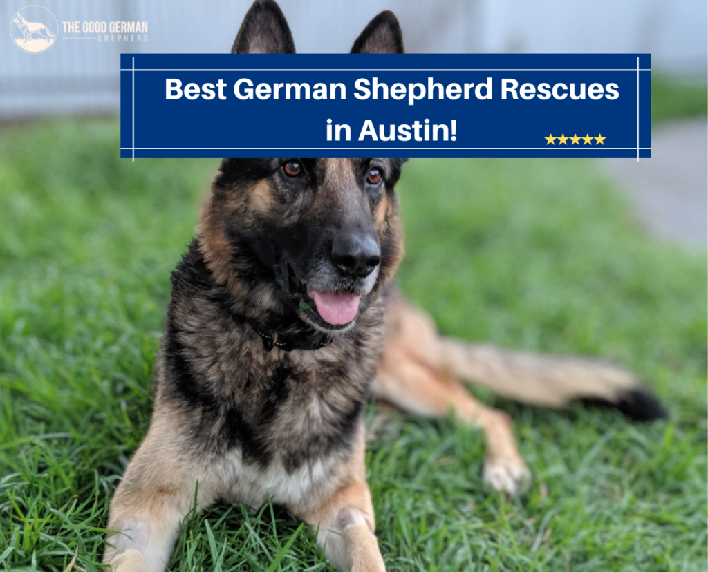4 Best German Shepherd Rescue in Austin! (2023) The Good German Shepherd