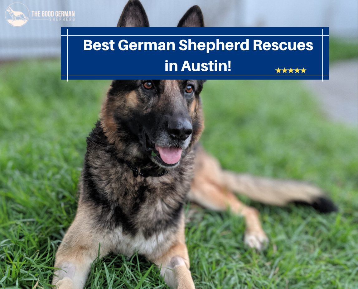 Best German Shepherd Rescue in Austin