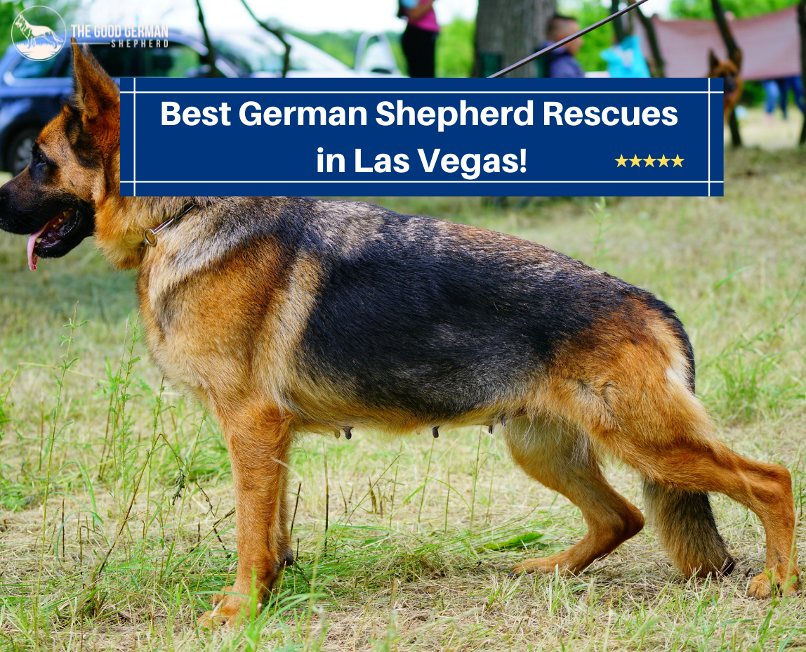 Best German Shepherd Rescue in Las Vegas