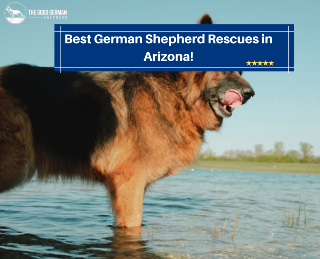 8 Best German Shepherd Rescues in Arizona (AZ) The Good German Shepherd