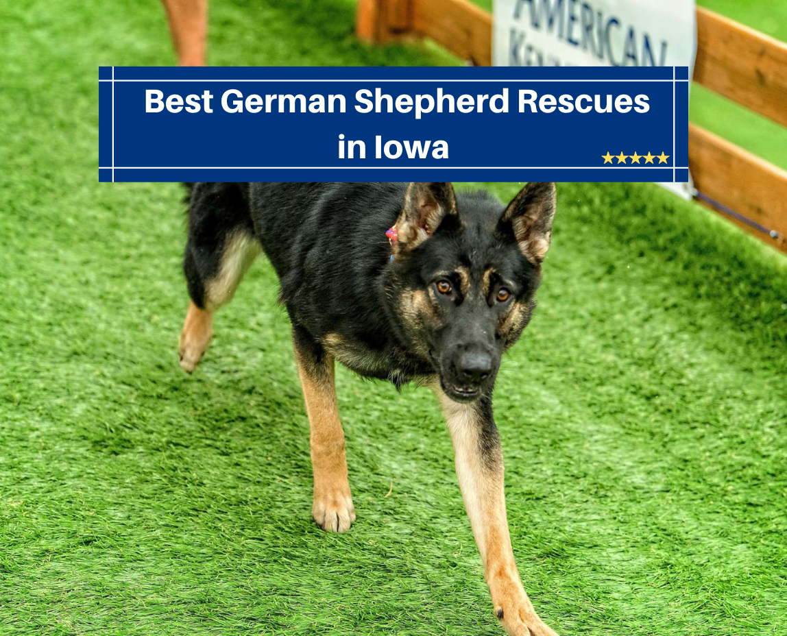 Best German Shepherd Rescues in Iowa