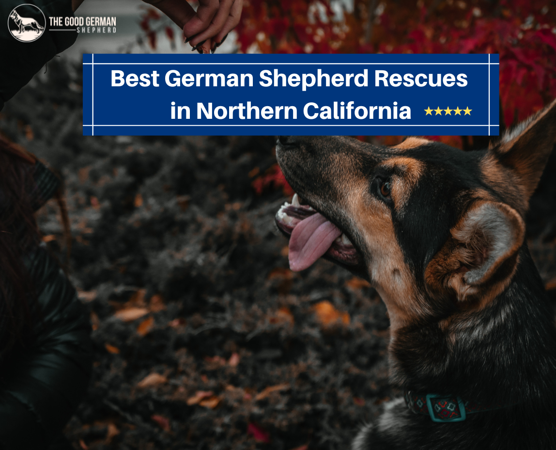 Best German Shepherd Rescues in Northern California