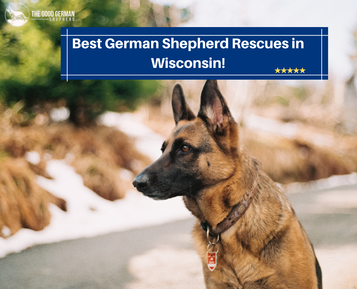 Best German Shepherd Rescues in Wisconsin