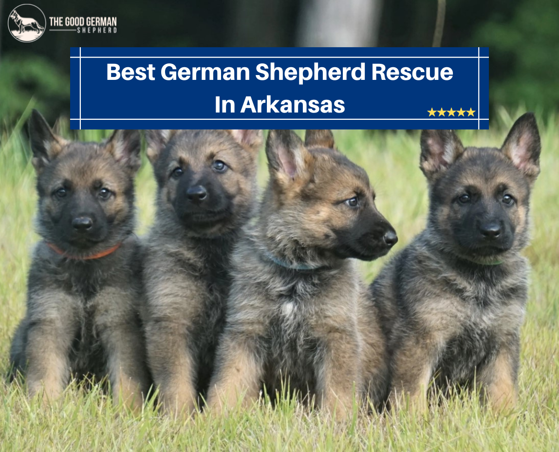 Best German Shepherd Rescue in Arkansas
